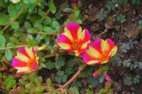 Апартаменты Romeo - *