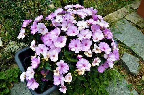 Апартаменты Romeo - *